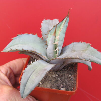 Agava  titanota