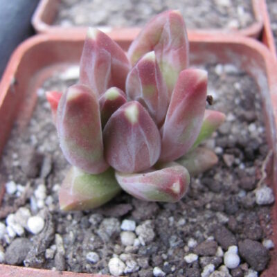 Pachyphytum  compactum   *Purple Diamond*