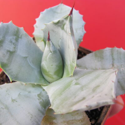 Agava potatorum   Plapp