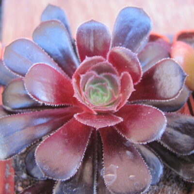 Aeonium schwarzkopf