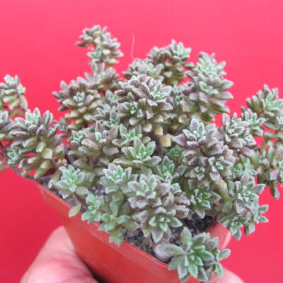 Monanthes subcrassicaulis