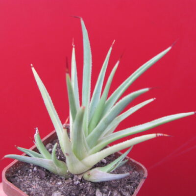Agava   stricta  nana