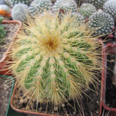 Eriocactus warasii longispinus