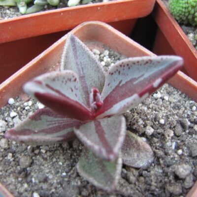 Lenophyllum   guttatum  variegata