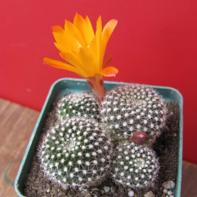 Rebutia krainziana  aureiflora