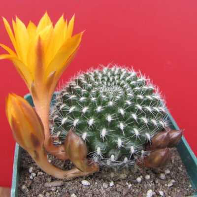 Rebutia krainziana  aureiflora