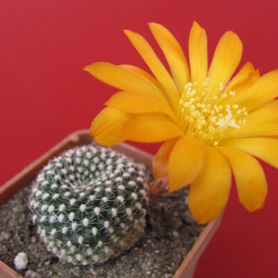 Rebutia krainziana  aureiflora