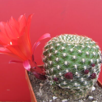 Rebutia krainziana