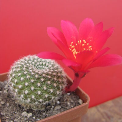 Rebutia krainziana