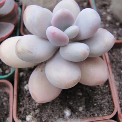 Pachyphytum Pink