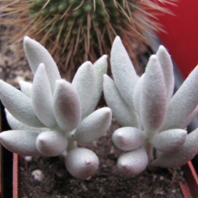 Senecio haworthioides