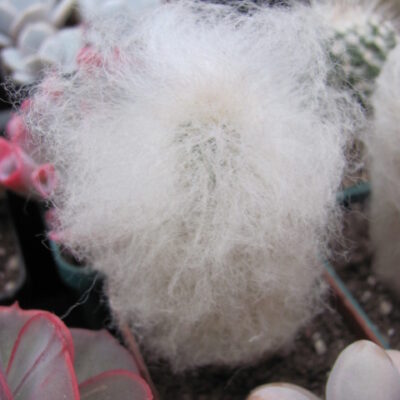 Espostoa melanostele