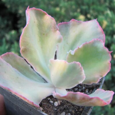 Echeveria *Shaviana Curly*  variegata