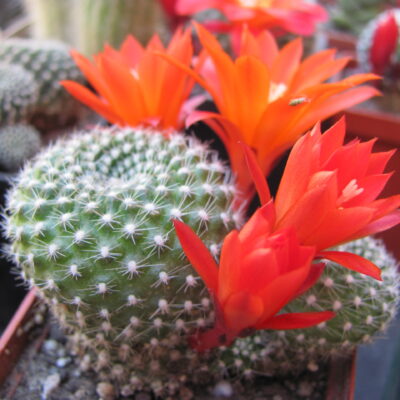 Rebutia krainziana