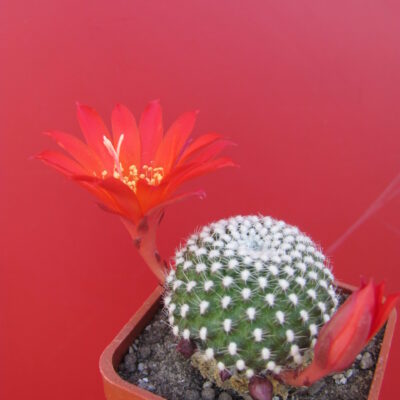 Rebutia krainziana