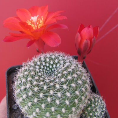 Rebutia krainziana