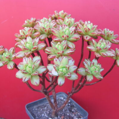 Aeonium sedifolium