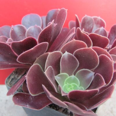 Aeonium Velour