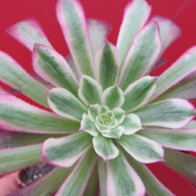 Aeonium Mardi Dras