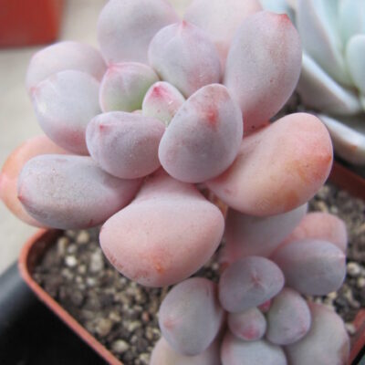 Pachyphytum  oviferum hybr.    #100