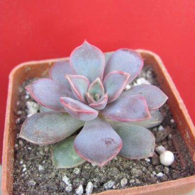 Echeveria  Mina
