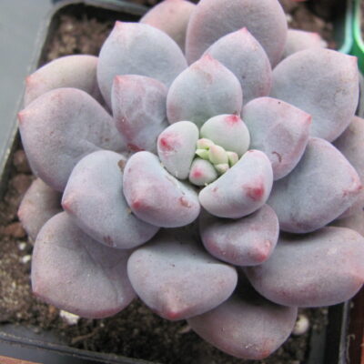 Pachyphytum oviferum  hybr.   #100