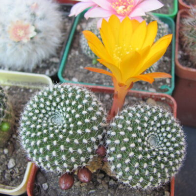 Rebutia krainziana aureiflora