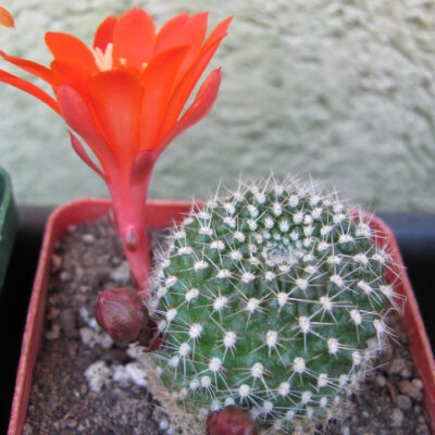 Rebutia krainziana