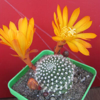 Rebutia krainziana aureiflora