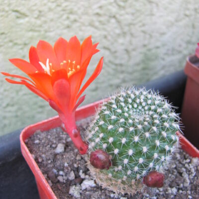 Rebutia krainziana