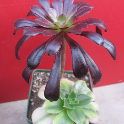 Aeonium schwarzkopf     +   Florescens