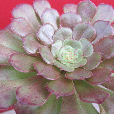 Aeonium