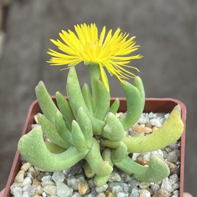rhombophyllum nelii