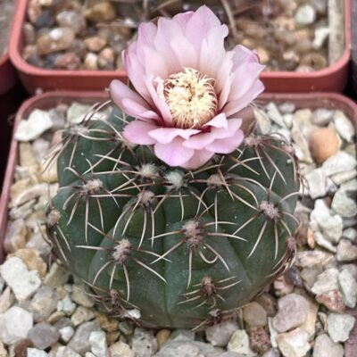 Gymnocalycium baldianum