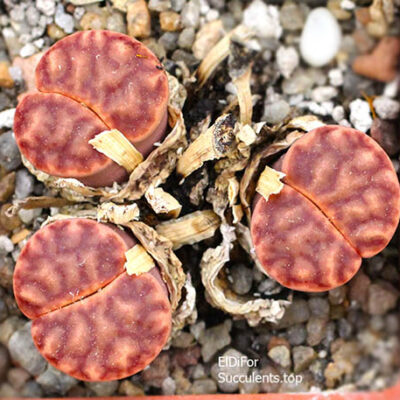 насіння lithops bromfildii C40 seeds