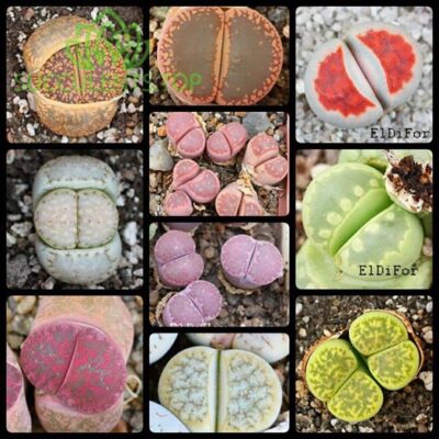 насіння lithops seeds mix 50