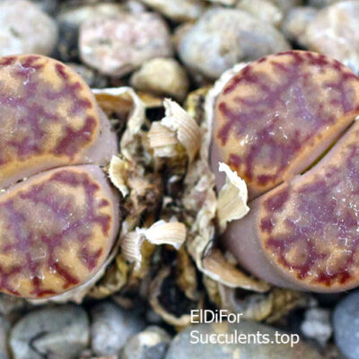 насіння lithops bromfildii red seeds