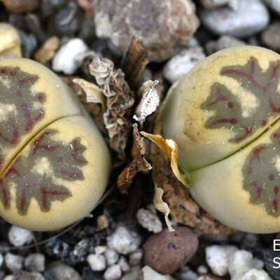 насіння lithops dorothea C300 seeds