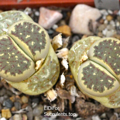 насіння lithops dorothea Fastiv seeds