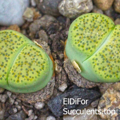 насіння lithops fulviceps aurea seeds