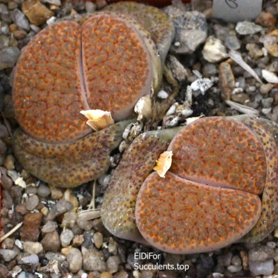 насіння lithops fulviceps C170 seeds