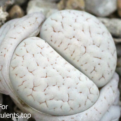 насіння lithops gracilidelineata C385 seeds