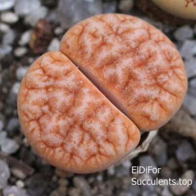 насіння lithops gracilideleniata C383 seeds