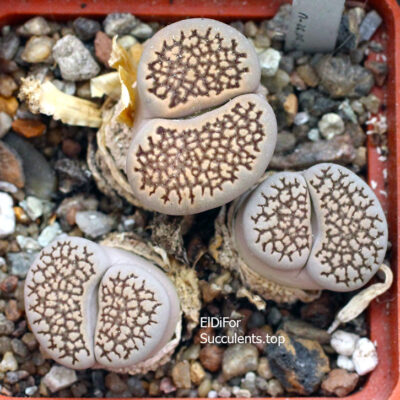 насіння lithops halli seeds