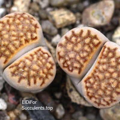 насіння lithops halli C303 seeds