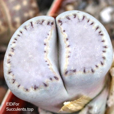 насіння Lithops julii Milky windows seeds