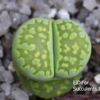 насіння lithops julii fulleri C056A seeds