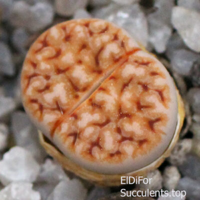 Lithops Karasmontana cv 'Wrinkle Freddy' seeds