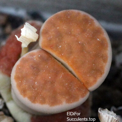 насіння lithops karasmontana Lateritia seeds