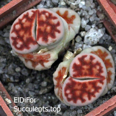 насіння lithops karasmontana red seeds